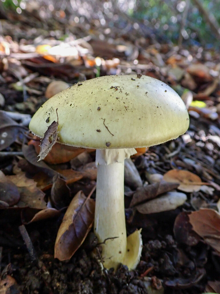 Pale olive death cap showing white gills, ring, and stem in woodland litter