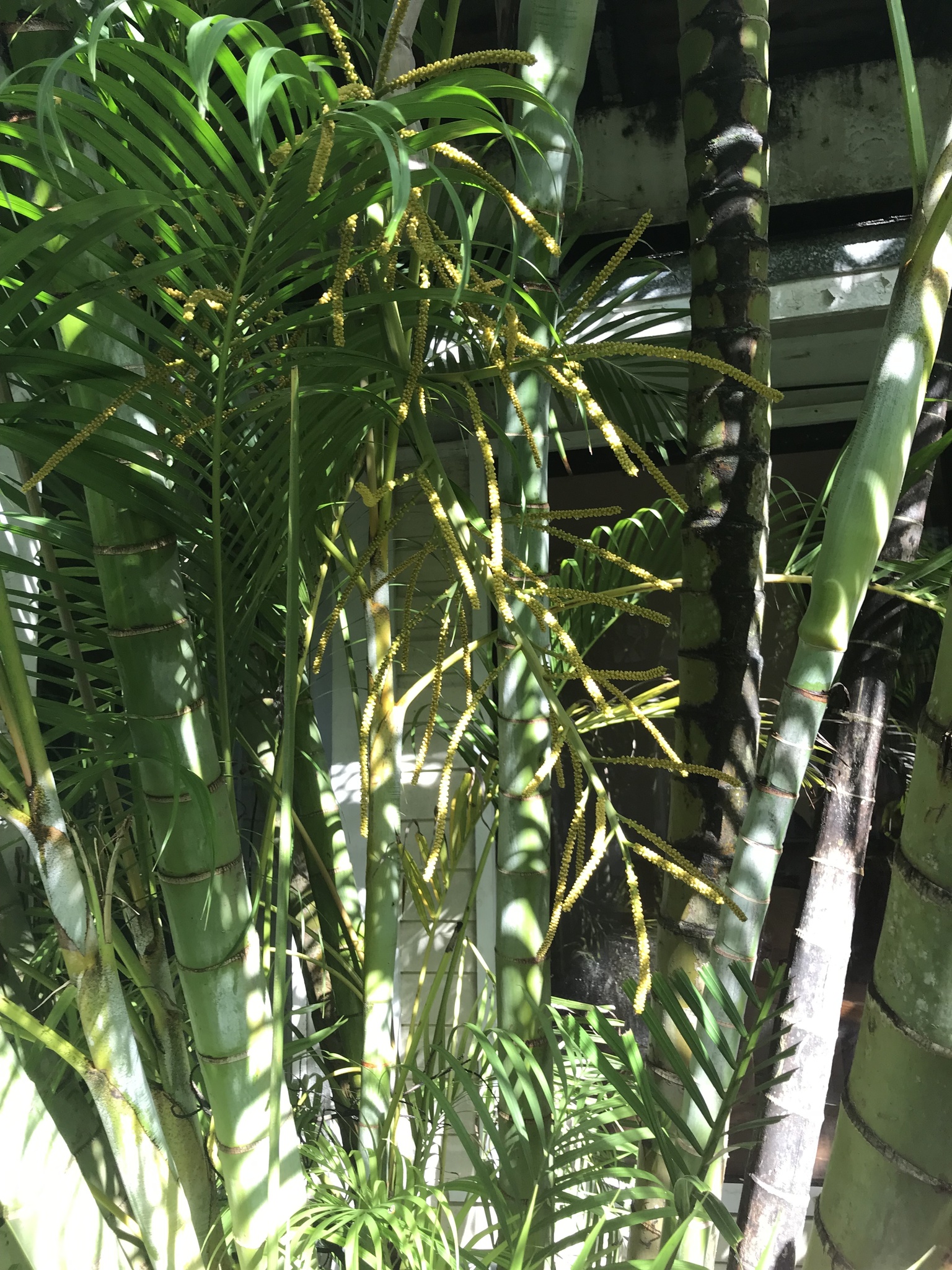 Imagem de Areca-bambu