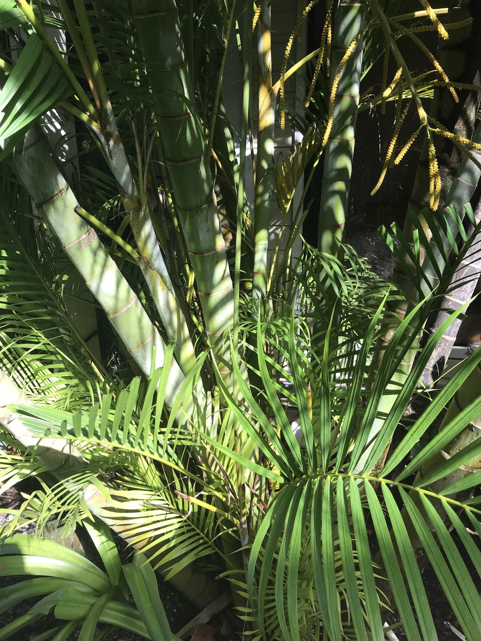 Imagem de Areca-bambu