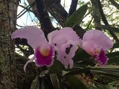 Cattleya trianae
