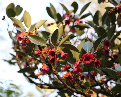 Image of Rhodoleia championii by no rights reserved