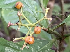 Palicourea racemosa image