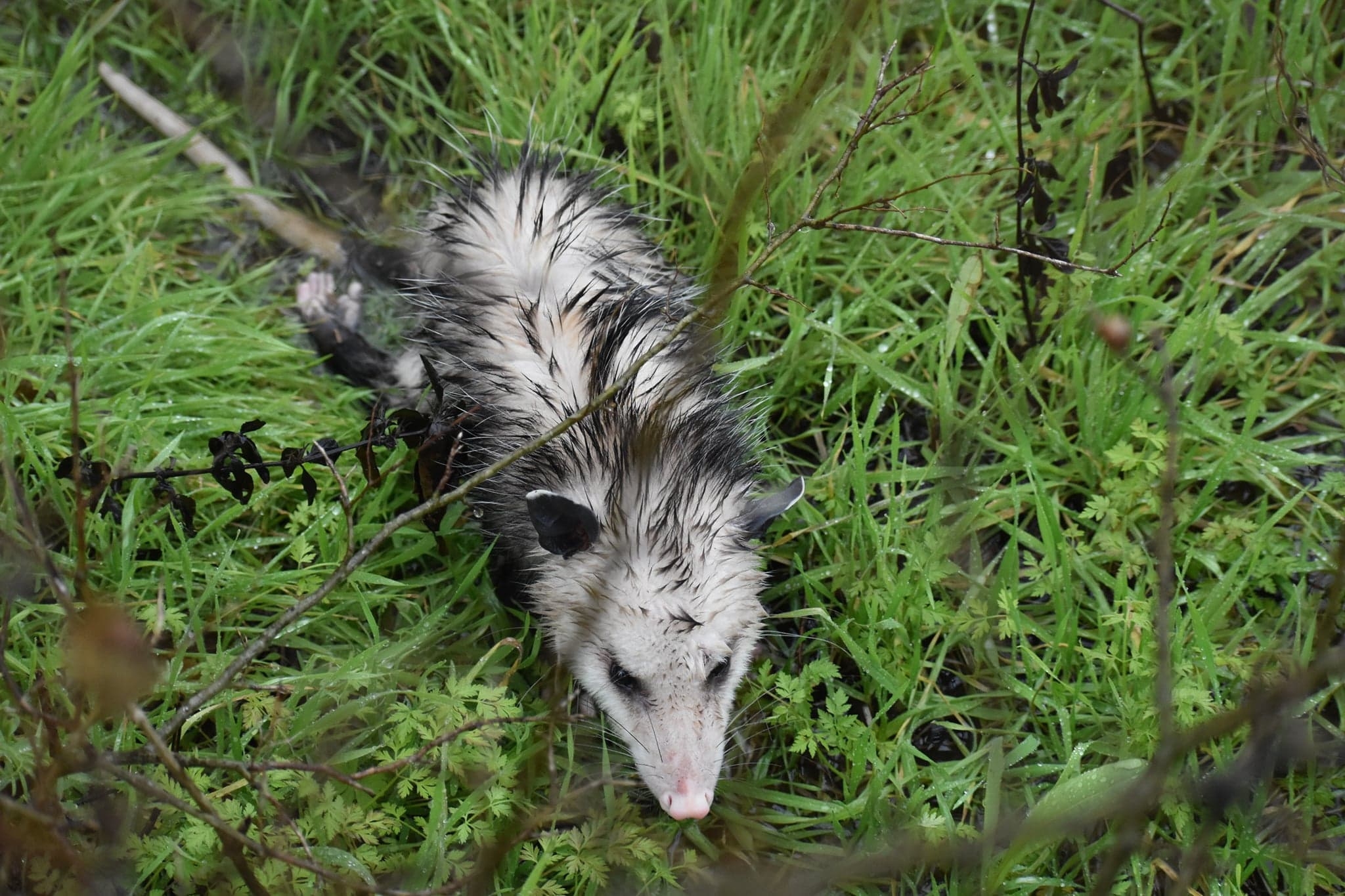 Didelphis virginiana<br>24 January, 2024