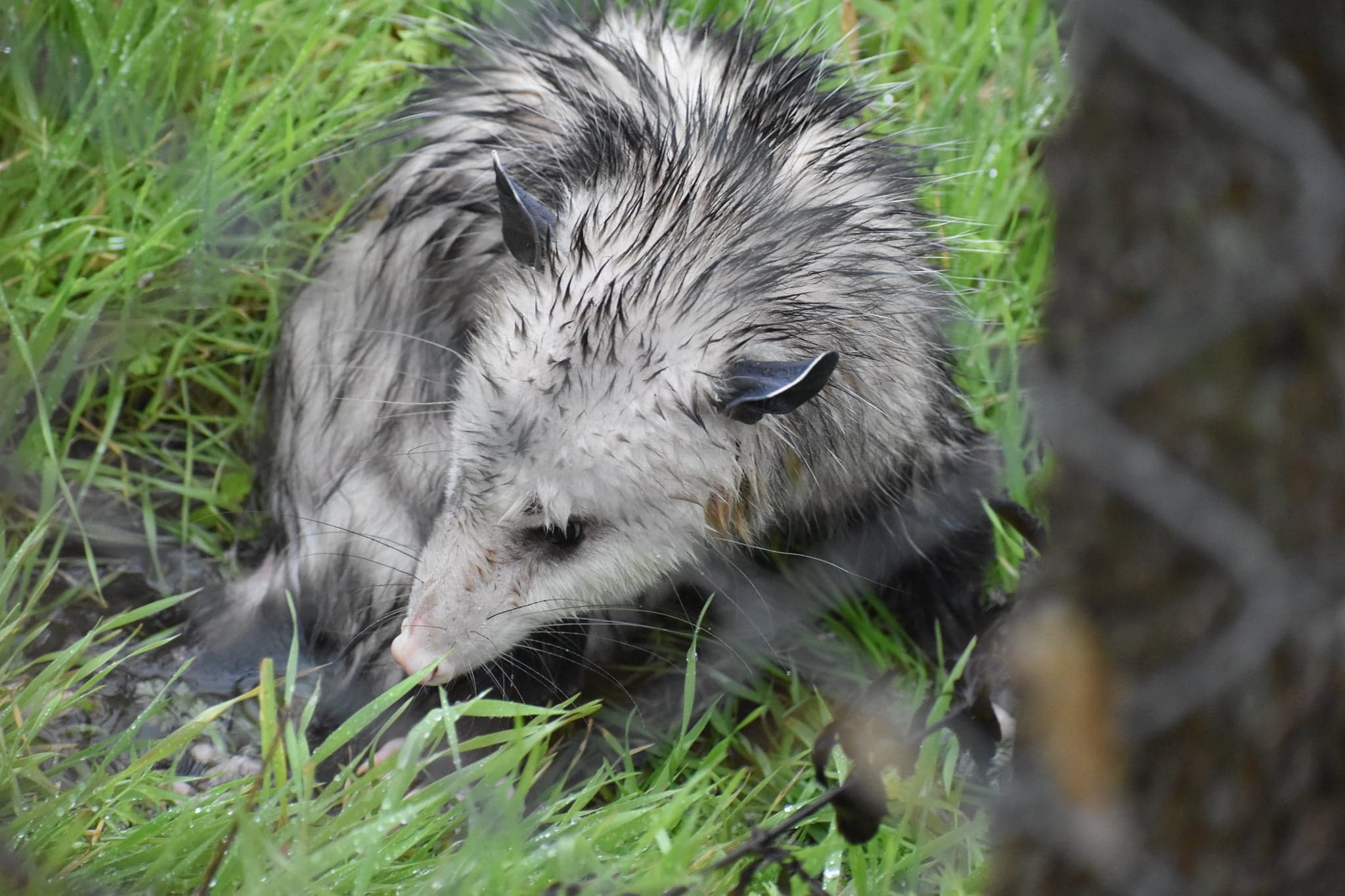 Didelphis virginiana<br>24 January, 2024