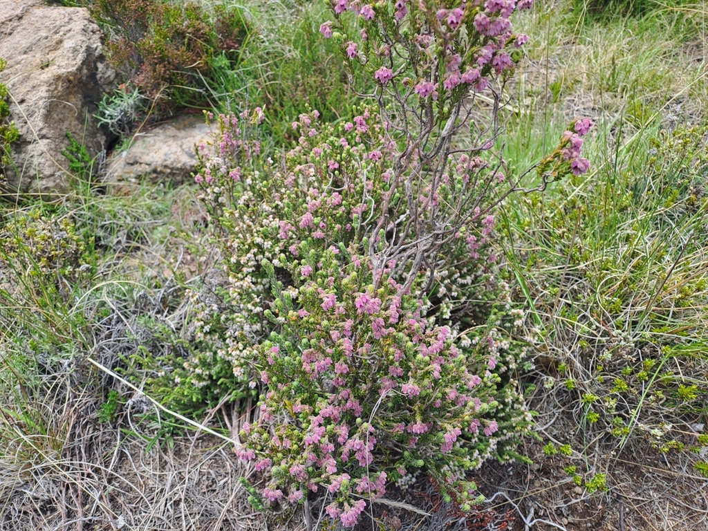 Cold Heath From Maluti-a-phofung Local Municipality, South Africa On 23 