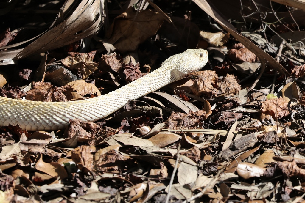Eastern Diamondback Rattlesnake in January 2024 by claralogsdon. This