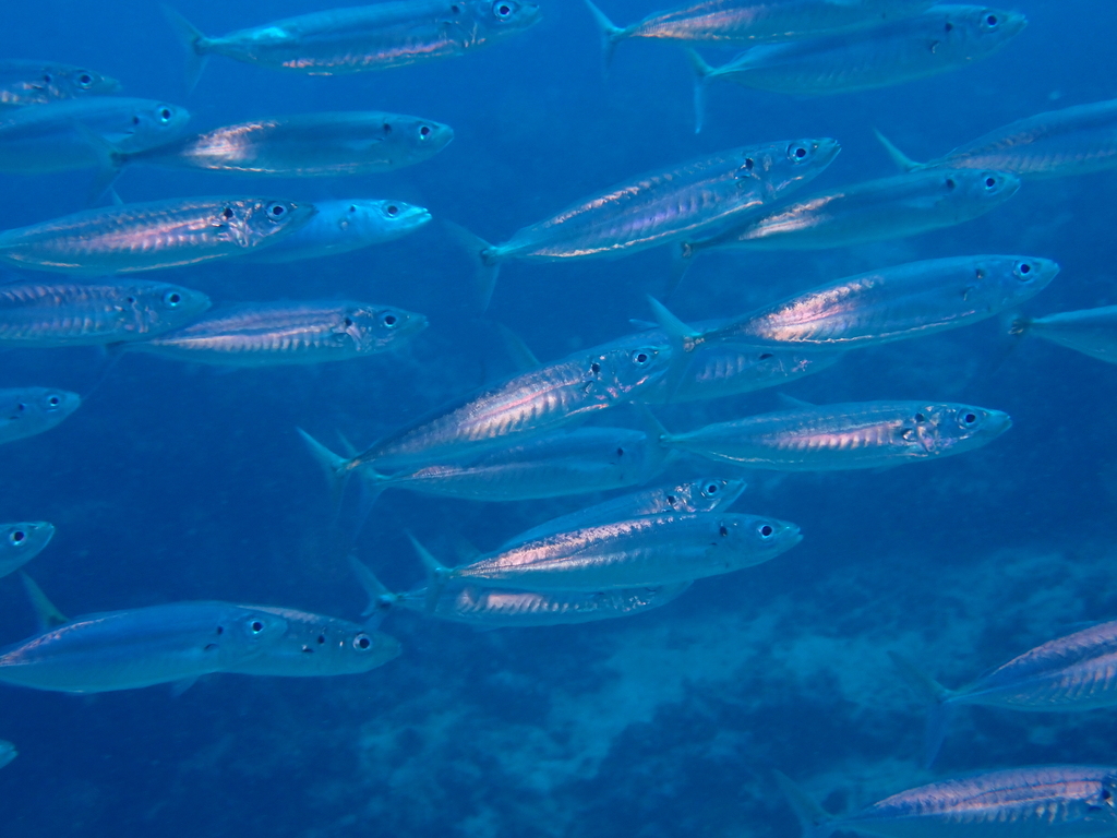 Cherootfish (Decapterus macrosoma) — Carangidae