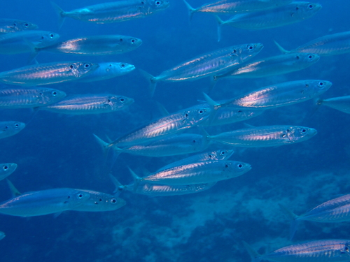 Cherootfish (Decapterus macrosoma) — Carangidae