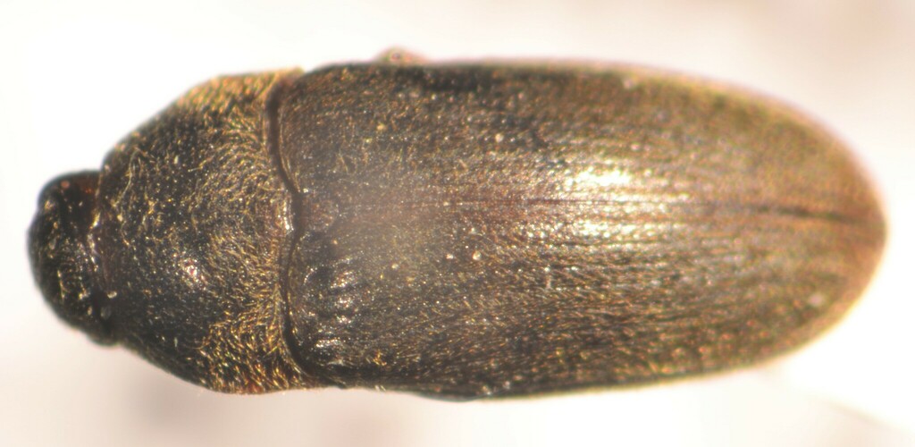 Aulonothroscus laticollis