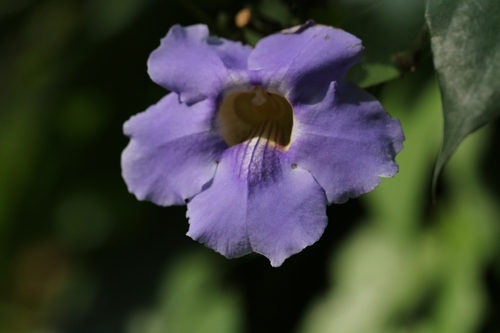 Image of Thunbergia laurifolia by no rights reserved