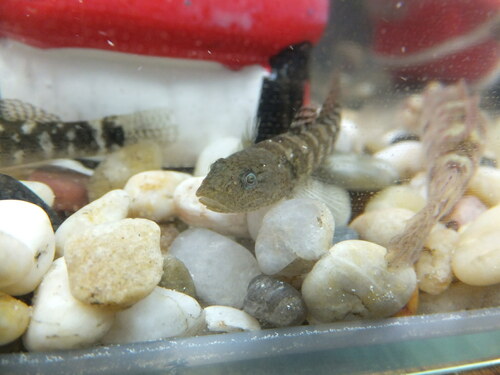 Forktongue goby (Chaenogobius gulosus) — Gobiidae — 5
