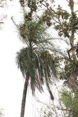 Syagrus
