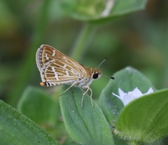 Taractrocera maevius