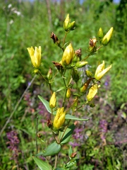 Hypericum elegans