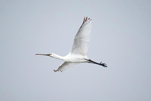 Espátula común (Platalea leucorodia)