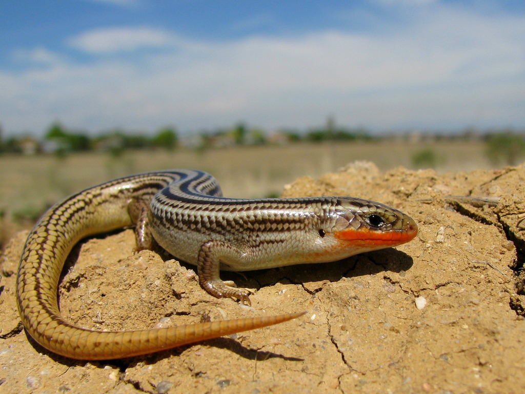 Northern Many-lined Skink