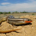 Northern Many-lined Skink - Photo (c) Joefarah, some rights reserved (CC BY-SA)