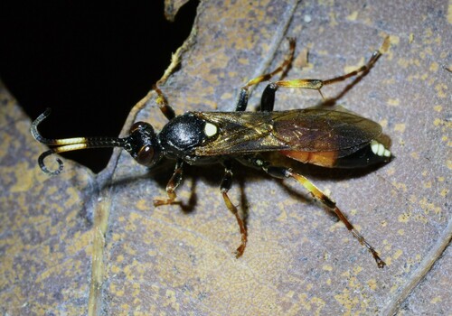 Ichneumon stramentarius