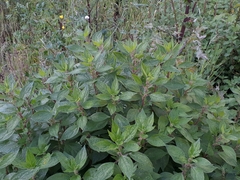 Parietaria judaica