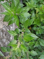 Parietaria judaica