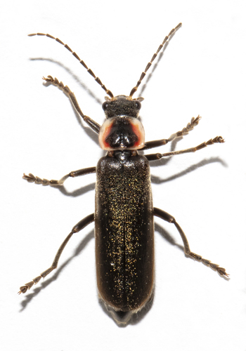 Rhaxonycha bilobata (McKey-Fender, 1941)