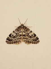 Malacodea pulchraria