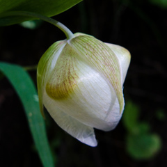 Calochortus albus