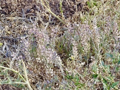 Lepidium lasiocarpum