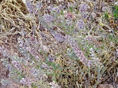 Lepidium lasiocarpum