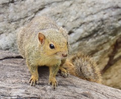 Red Bush Squirrel photo 5