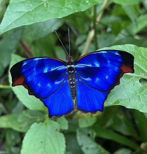 Orsis bluewing photo 5