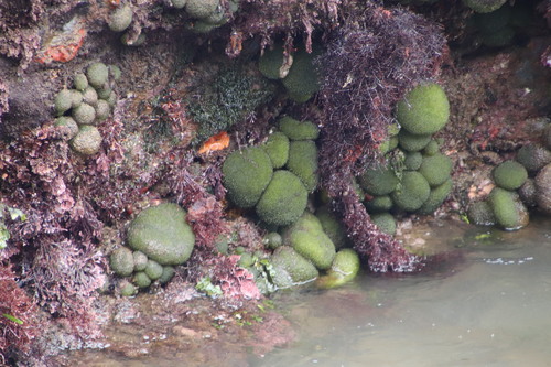 Image of Codium megalophysum by (c) Tony Rebelo, some rights reserved (CC BY-SA)