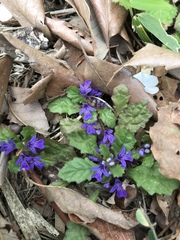 Ajuga decumbens