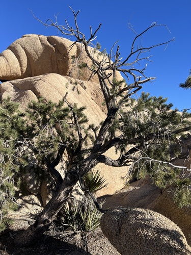 Singleleaf pinyon (Pinus monophylla)