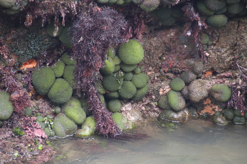 Utricular Golfball Codium (Codium megalophysum)