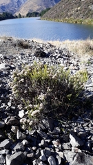 Ozothamnus leptophyllus