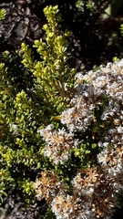 Ozothamnus leptophyllus