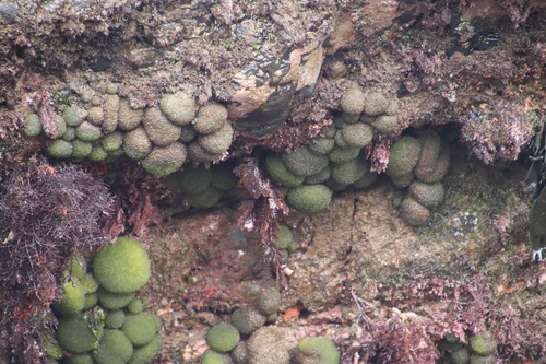Image of Codium megalophysum by (c) Tony Rebelo, some rights reserved (CC BY-SA)