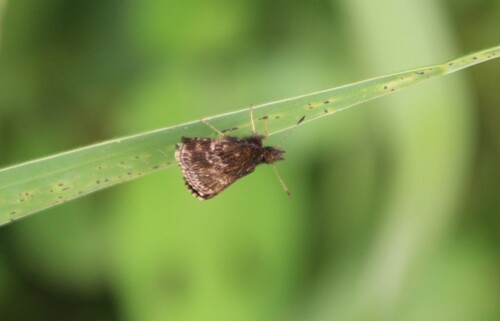 Widespread Dwarf Skipper