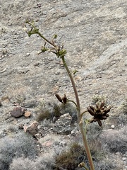 Agave deserti var. simplex