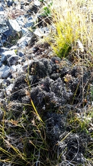 Helichrysum intermedium