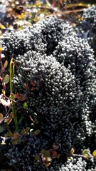 Helichrysum intermedium