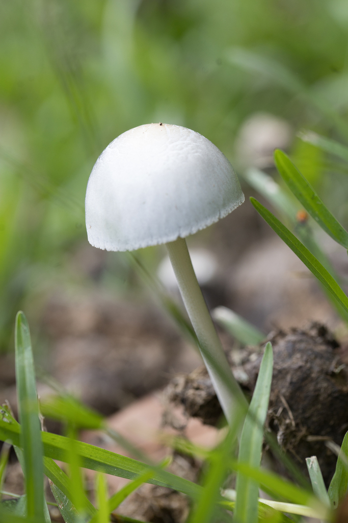 Panaeolus antillarum · January 2024 · photo: © ftsautter (iNaturalist, cc0)