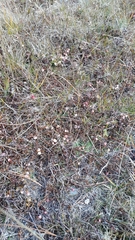 Gaultheria macrostigma