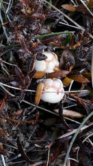 Gaultheria macrostigma