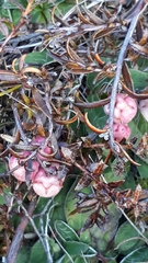 Gaultheria macrostigma