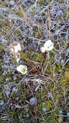 Gentianella serotina