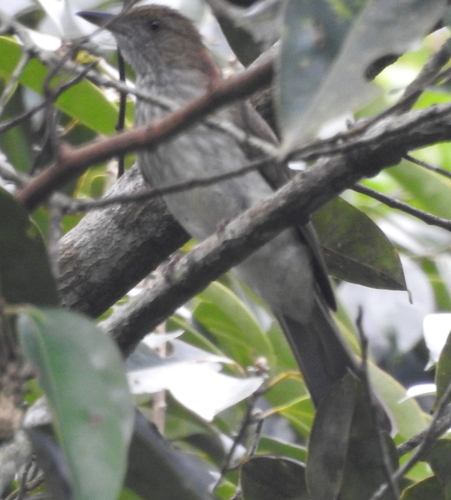 Streaked Bulbul (Ixos malaccensis), photo 9