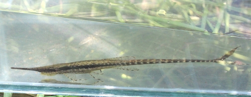 Hahn's twig catfish (Farlowella hahni) — Loricariidae