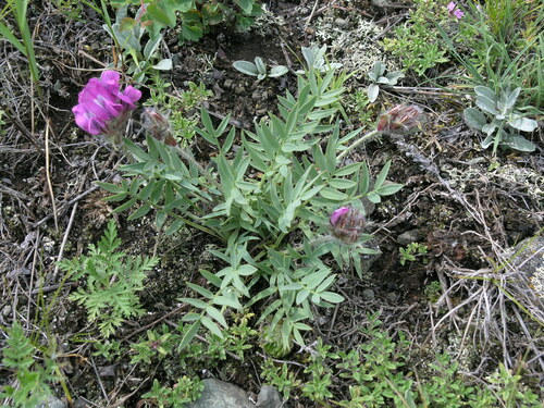 long-bracted nut oxytrope (Oxytropis setosa)